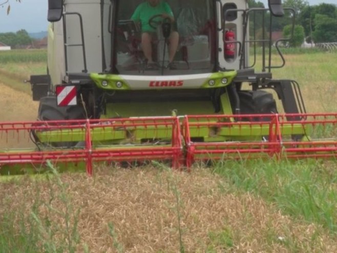 Prosječan rod i kvalitet pšenice u Srpskoj, moguća cijena od 30 do 32 feninga