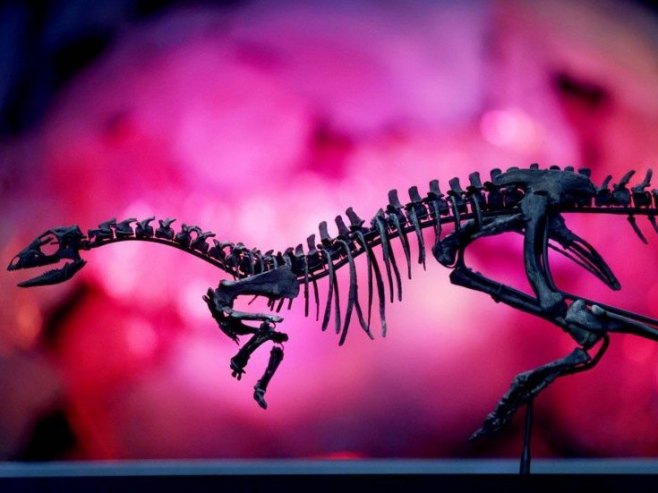 Nova vrsta dinosaurusa - Enigmacursor mollyborthwickae (Foto: EPA/NEIL HALL) Nova vrsta dinosaurusa - Enigmacursor mollyborthwickae (Foto: EPA/NEIL HALL) -